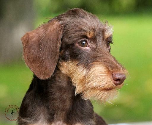 Dachshund 9Y426D-124.JPG